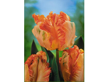 Orange Favourite 14�..jpg