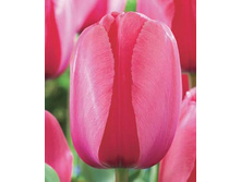 Pink Impression 12�..jpg
