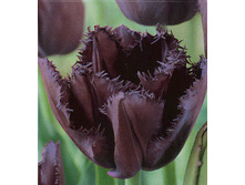 ���� ������ 25�..jpeg