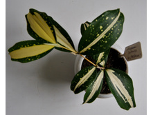 Dracena surculosa sv Fridmani