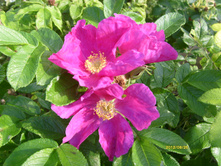 S73R3095.JPG