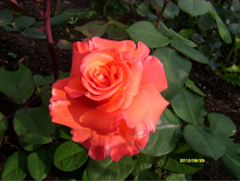 S73R3158.JPG