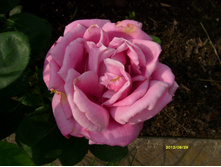 S73R3161.JPG