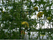 S73R3217.JPG