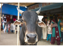 2012-12Mumbai177.jpg