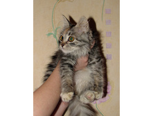 cat_1.jpg