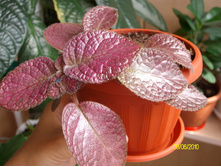 Strawberry Mist