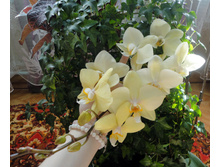 DSC03137.JPG