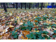 P1000208_.JPG