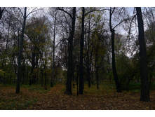 P1000211_.JPG