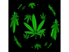 78262404448876c8c55854[1].gif