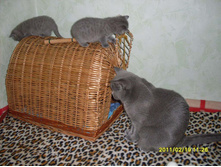 SDC10749.JPG