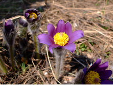 DSCF0727.jpg