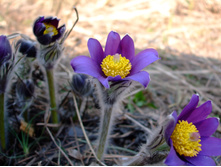DSCF0730.jpg