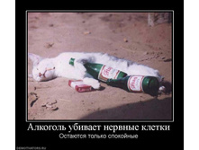 884802_alkogol-ubivaet-nervnyie-kletki.jpg