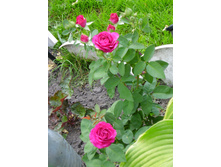 ����� ���� P7170051.JPG