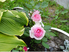 ��������� P7100098.JPG