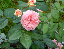 ���������� P7100100.JPG