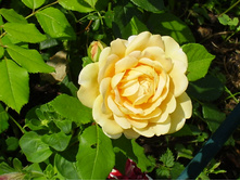 ������ �����P7110137.JPG