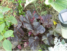 �������� P7280140.JPG