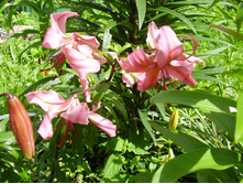 ����� P6140147.JPG