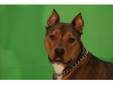 IMGP0018.png