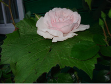 DSC01337.JPG