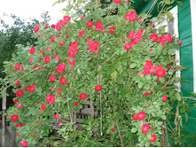 DSC01339.JPG