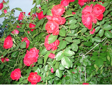 DSC01340.JPG