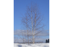 DSCN3881.JPG