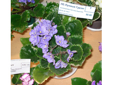 DSC04294.JPG