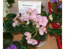 DSC04296.JPG