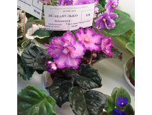 DSC04331.JPG