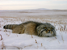 manul.jpeg