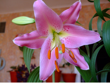 DSCF0716.jpg