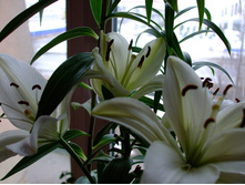 DSCF0654.jpg