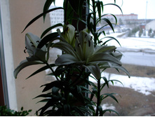 DSCF0656.jpg