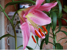 DSCF0713.jpg