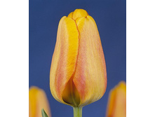 Blushing Apeldoorn.jpg