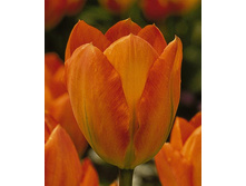 Orange Emperor.jpg