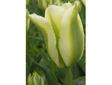 Spring Green.jpg