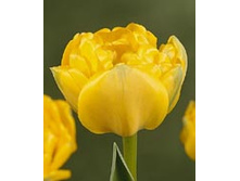 Yellow Pomponnet.jpg