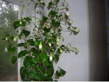 DSCN3084.JPG