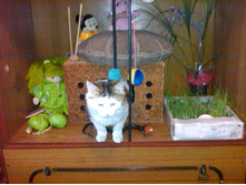 IMG00160-20110331-1548.jpg