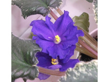 DSCF2795_2.jpg