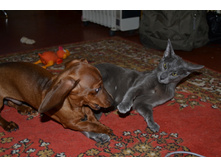 DSC_0799.JPG