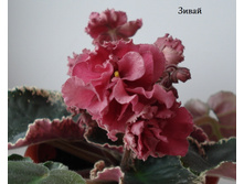 DSC04573.JPG