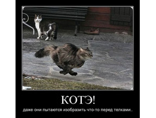 kote.jpg