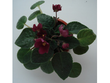 DSC04625.JPG