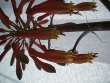 IMGP0970.JPG